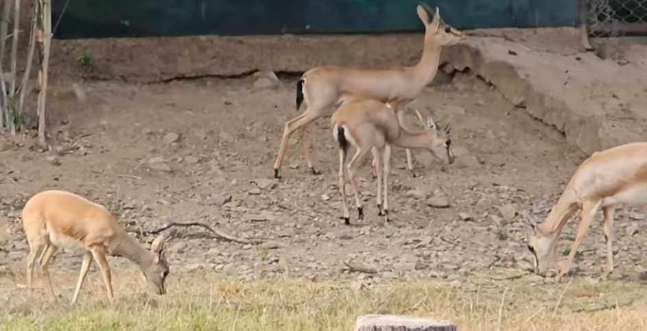Nahargarh Biological Park Zoo