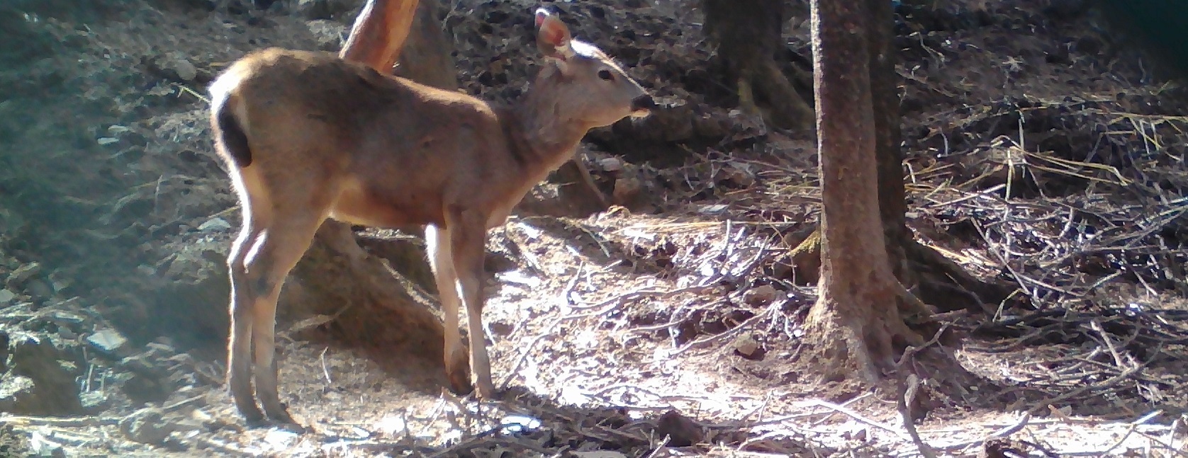 Sajjangarh Wildlife Sanctuary Udaipur Tour, Rajasthan